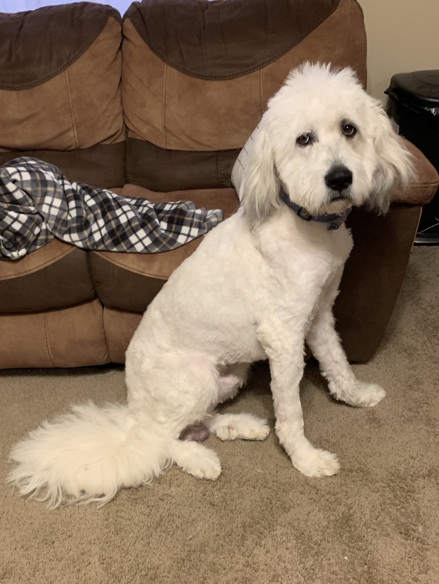dhbrown17's tweet photo. Me: “His name is Bear...”

Groomer: “Say no more”

*comes back in 2 hours*

Me: “...spelled Bear, not Bare” https://t.co/DlM9a6da6L
