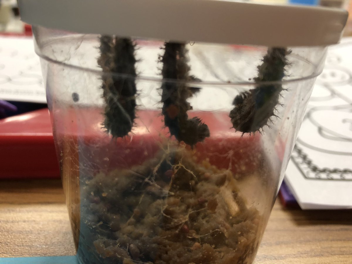 HeatherSBird's tweet photo. Our class is SO excited about our caterpillars turning into cocoons!!
#@PowellCISD https://t.co/EP8YcOvGTl