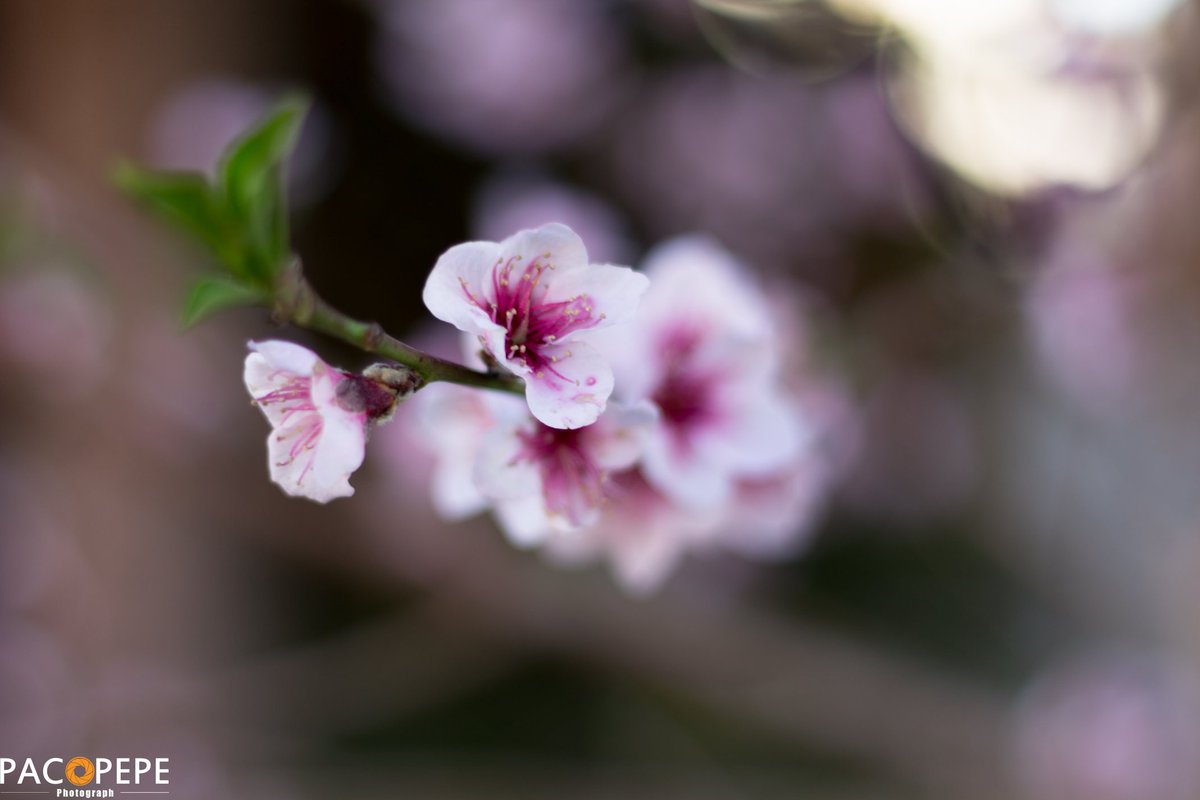 _ea6ea's tweet image. Ya esta aqui la primavera.