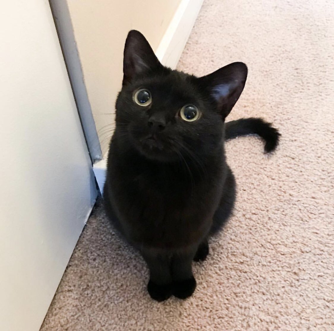CatsBible's tweet photo. https://t.co/BijNzLPf6r