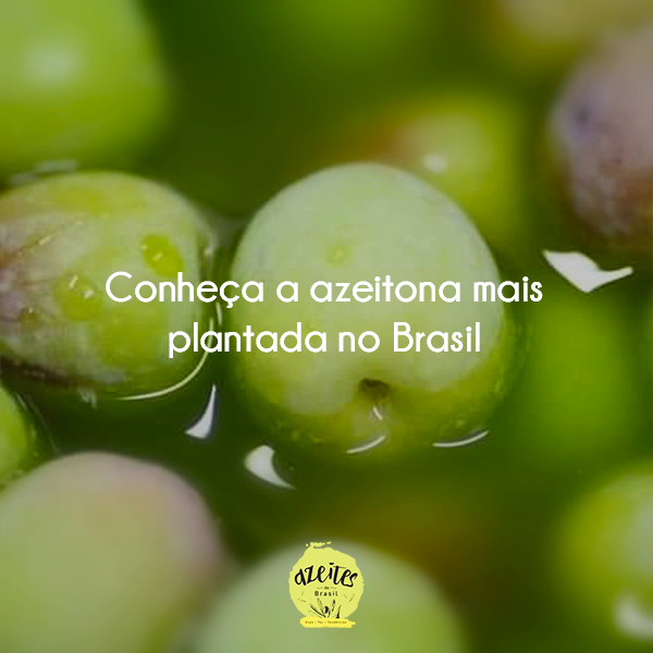 AzeitesDoBrasil's tweet photo. Arbequina
Azeitona mais plantada no Brasil e seu azeite extra virgem costuma ser equilibrado. Saiba como em nossas páginas.

#azeitesdobrasil # azeitebrasileiro #variedadedefrutos #arbequina #melhoresazeites #saúde #frescor #agricultura https://t.co/LATKQ3YdGM