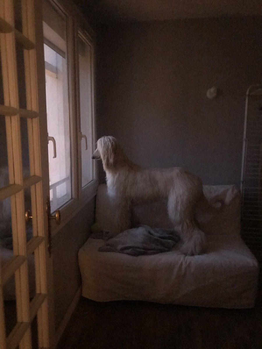 themissdrinks's tweet photo. My baby loves looking out the window to get all the DRAMA!!! 

Mon bébé adore regarder par la fenêtre pour jamais rater les DRAMA!! https://t.co/kw7OQwSJZM