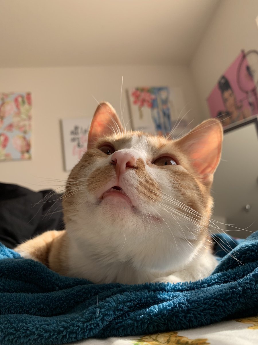 csbreww's tweet photo. my boy nacho is the most perfect thing in the whole world https://t.co/KWkkH76odk