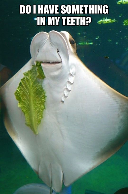 LegacyReef's tweet image. I hope everyone remembered to brush their crushing plates, I mean teeth, this morning! #OceanHumor #Ray #CrushingPlates