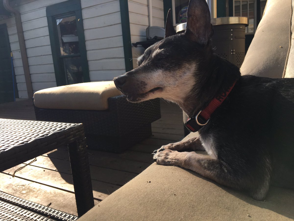 Enjoying a little late afternoon sunshine after 2 great days of streaming @causecamp <a href="/NPhub/">Nonprofit Hub</a> #CausetheChange #CauseCamp #CFRE #CFRELife #CFREDog #fundraisinglife #fundraisingdog #doglife #sunshine #dallas #dallasdog