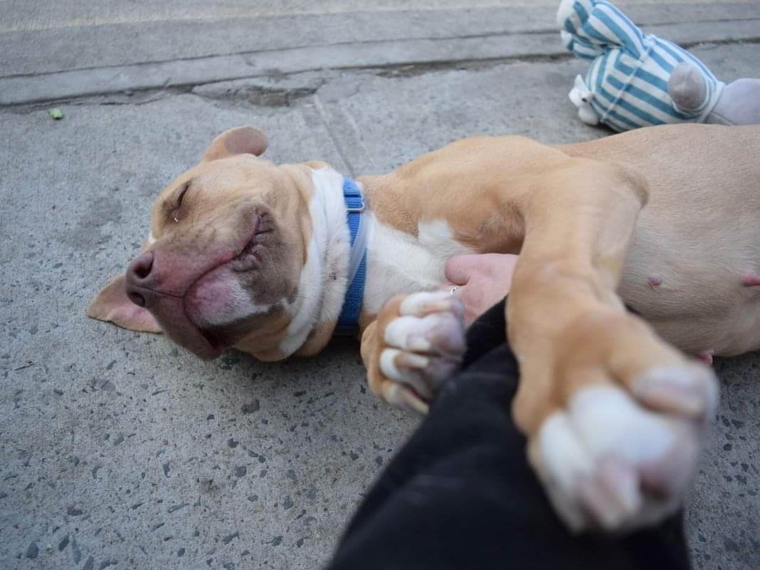 gaviota330's tweet image. CATALEYA STILL ALIVE
ID#57070
#NYC ACC 2 KILL 2/28
RESERVE newhope.shelterbuddy.com/Animal/Profile…
SUPER CUTE
ADORABLE YOUNG GIRL
KID FRIENDLY
AFFECTIONATE
LOVES TOYS
FOSTER/ADOPT
FOSTERING FREE/ TEMPORARY
GUIDANCE:
facebook.com/mldsavingnycdo…
MustlovedogsNYC@gmail.com