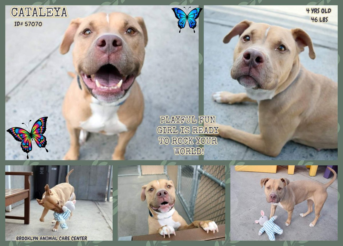 gaviota330's tweet image. CATALEYA STILL ALIVE
ID#57070
#NYC ACC 2 KILL 2/28
RESERVE newhope.shelterbuddy.com/Animal/Profile…
SUPER CUTE
ADORABLE YOUNG GIRL
KID FRIENDLY
AFFECTIONATE
LOVES TOYS
FOSTER/ADOPT
FOSTERING FREE/ TEMPORARY
GUIDANCE:
facebook.com/mldsavingnycdo…
MustlovedogsNYC@gmail.com