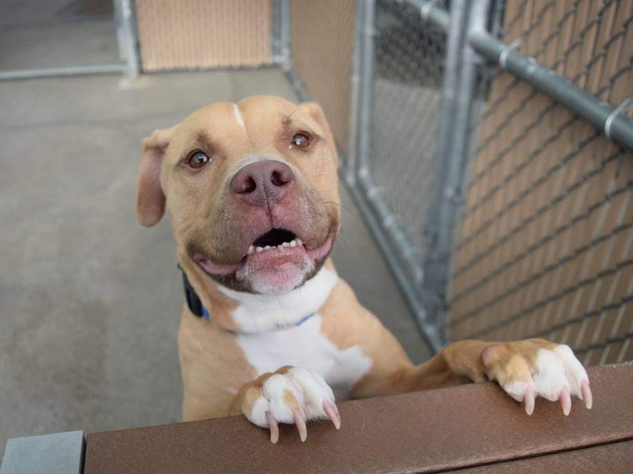 gaviota330's tweet image. CATALEYA STILL ALIVE
ID#57070
#NYC ACC 2 KILL 2/28
RESERVE newhope.shelterbuddy.com/Animal/Profile…
SUPER CUTE
ADORABLE YOUNG GIRL
KID FRIENDLY
AFFECTIONATE
LOVES TOYS
FOSTER/ADOPT
FOSTERING FREE/ TEMPORARY
GUIDANCE:
facebook.com/mldsavingnycdo…
MustlovedogsNYC@gmail.com