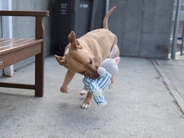 gaviota330's tweet image. CATALEYA STILL ALIVE
ID#57070
#NYC ACC 2 KILL 2/28
RESERVE newhope.shelterbuddy.com/Animal/Profile…
SUPER CUTE
ADORABLE YOUNG GIRL
KID FRIENDLY
AFFECTIONATE
LOVES TOYS
FOSTER/ADOPT
FOSTERING FREE/ TEMPORARY
GUIDANCE:
facebook.com/mldsavingnycdo…
MustlovedogsNYC@gmail.com