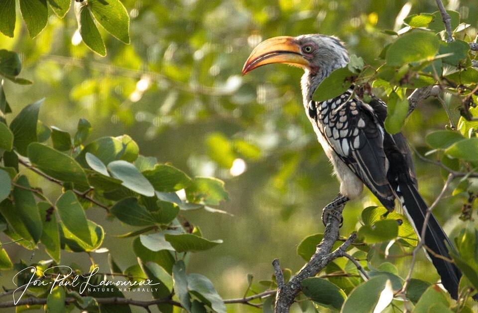 Hornbill #wildlifephotography #wildlife #wildlifeconservation #wildlife_vision #wildlife_captures #nature #birds #birdsofinstagram #bird_watchers_daily #birdphotography #birdbrilliance #canonphotography #canon #canonuk #canonphotographer #naturelovers #nature_perfection