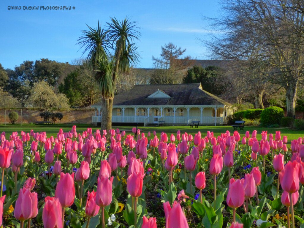 EmmaDuguid4's tweet photo. #Christchurch  #Pink #Tulips #Dorset #bluesky #springtime #SpringInTheAir #Happiness https://t.co/BWGikEjjw3