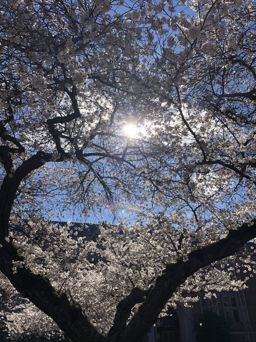 uwcherryblossom's tweet photo. This isn’t even my final form. 😏🌸
I’m blooming at 40 percent! https://t.co/2sawzRLiyl