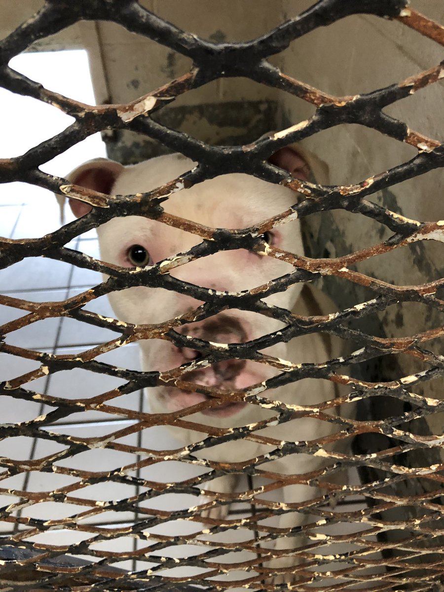 This is Chino. His owners were “boarding” him at the animal hospital I work at and just never picked him back up. It’s been 2 months. Please RT to find this baby a new home. Pit mix. He’s UTD on vaccines. Needs so much love and attention. Sits in kennel alone all day.