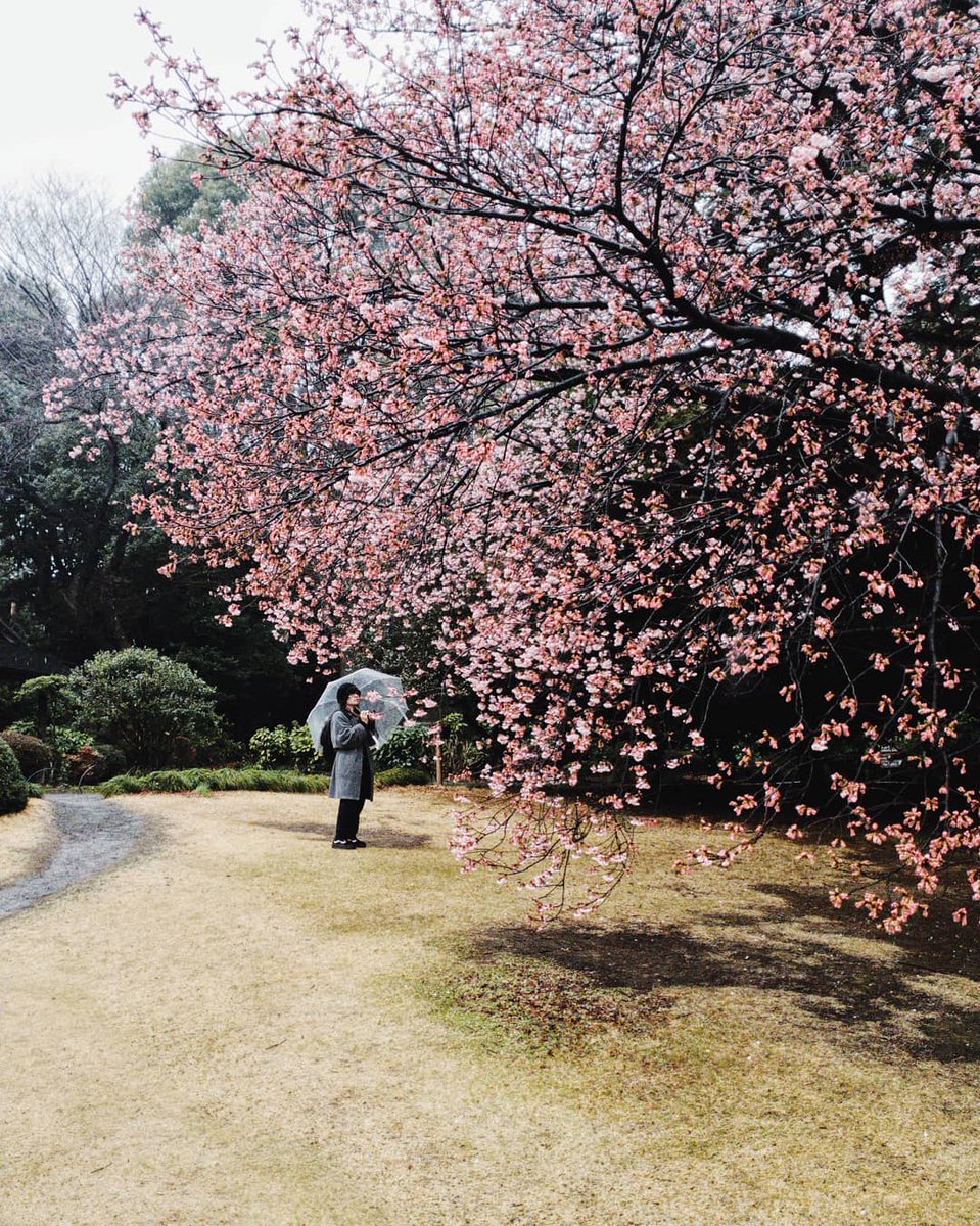 getvidi's tweet photo. Just a 10 minutes’ walk from the Shinjuku station, Shinjuku Gyoen is a true natural oasis amid of the hubbub of the metropolis. It features 3 themed gardens, the English Landscape, the French Formal, and the Japanese Landscape. https://t.co/mlGDlHQW7s