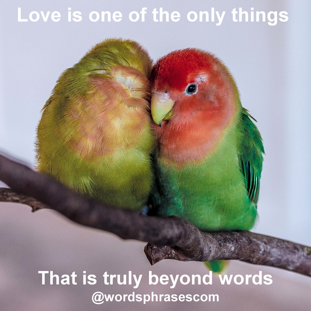 wordsphrasescom's tweet photo. “Love is beyond words” 😍 Tag your love! Quote of the day from Words Phrases. FOLLOW me to learn The Best English!!! 😁👍
#quoteoftheday #learnenglish #quotesdaily #englishwords #englishlesson #lovequotes #lovebirds #englishphrases #englishquotes #englishclass https://t.co/SLuDRKbgOf