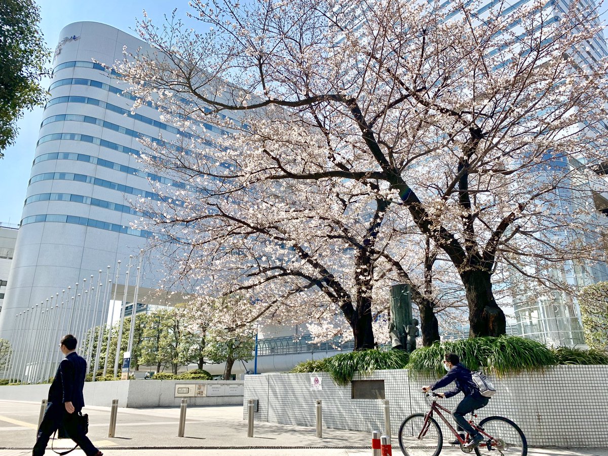 さいたま あれこれ さいたま 桜開花情報 大宮駅西口 ソニックシティ 鐘塚公園の桜 の様子見てきた 桜 サクラ 開花情報 埼玉 さいたま 大宮駅 ソニックシティ さいたまの風景