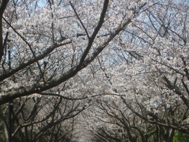 都立葛西臨海公園 今日はさくらの日ですね さくらの日らしく 桜並木などで開花が進んでいます 桜並木では平日にもかかわらず お花見をなさっている方が沢山いらっしゃいます 19東京sakuraプロジェクト 桜