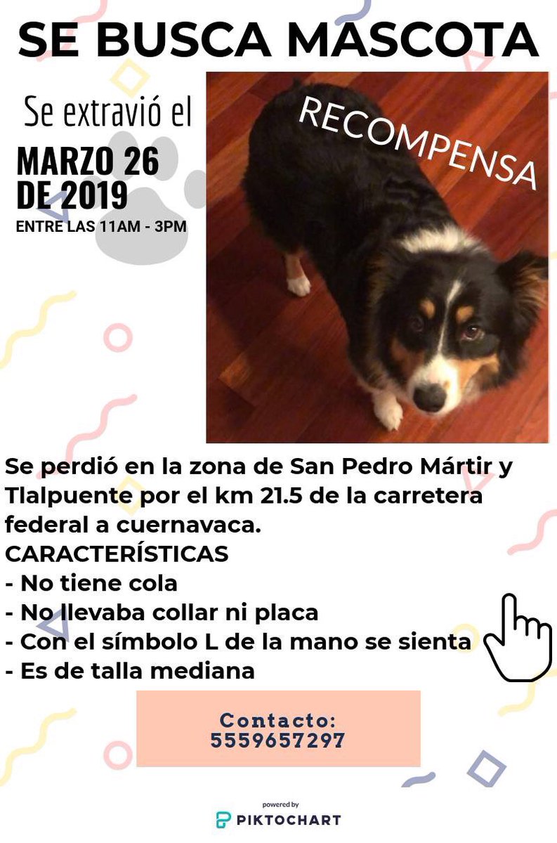 MajoSamper's tweet photo. @lawera33 
#PerrosPerdidosMx #PerrosEncontrados #PerrosPerdidos https://t.co/QOOCbv60ol