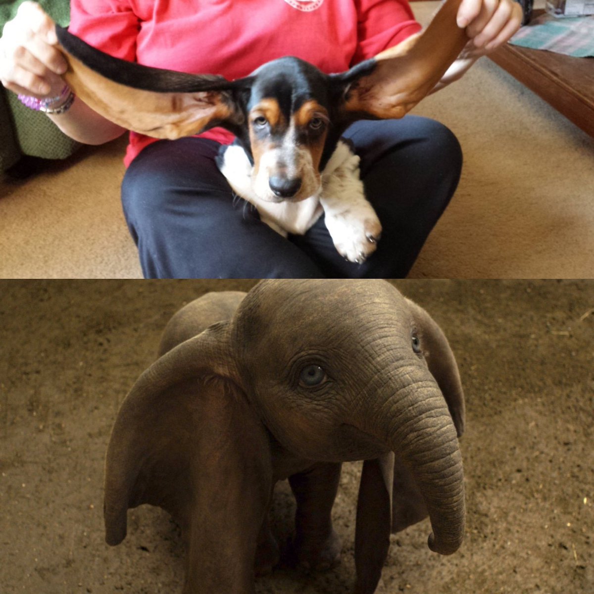duffybetts's tweet photo. My brother from another mother. Anyone else looking forward to seeing @Dumbo this weekend? My mom loves elephants. Has them all around the house. She couldn't help but fall in love with me. #dumbo #BassetHound #Duffy #bassetproblems #ears #dumboears #Doppleganger https://t.co/VDt6TGakh2