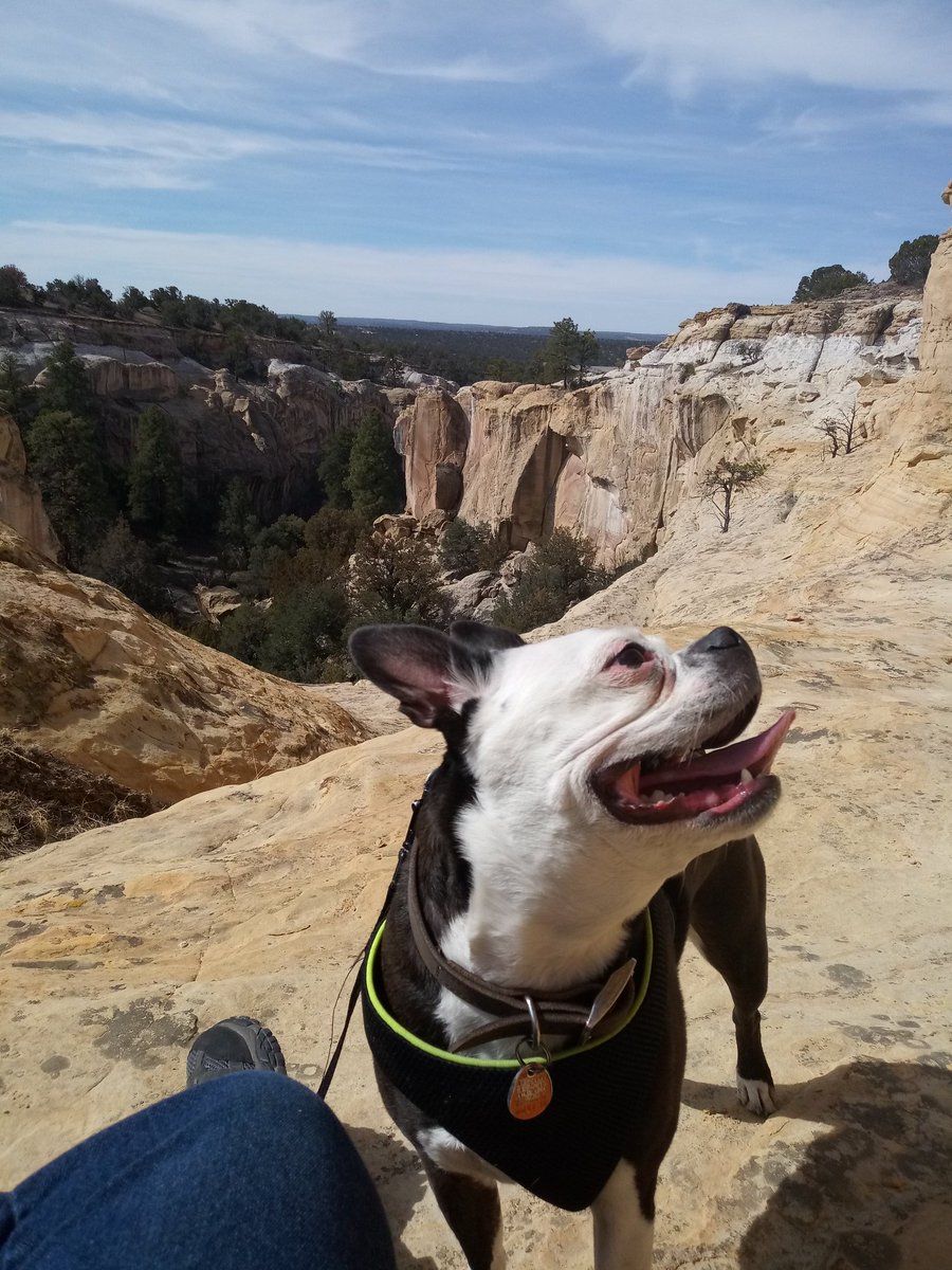 Bruno_Nichols's tweet photo. One of our favorite stops on the trip. I, of course, did better at finding and climbing the trails than the dads, but they only have two legs. #ElMorroNM #ParkourPuppy https://t.co/BiobFRdNY1