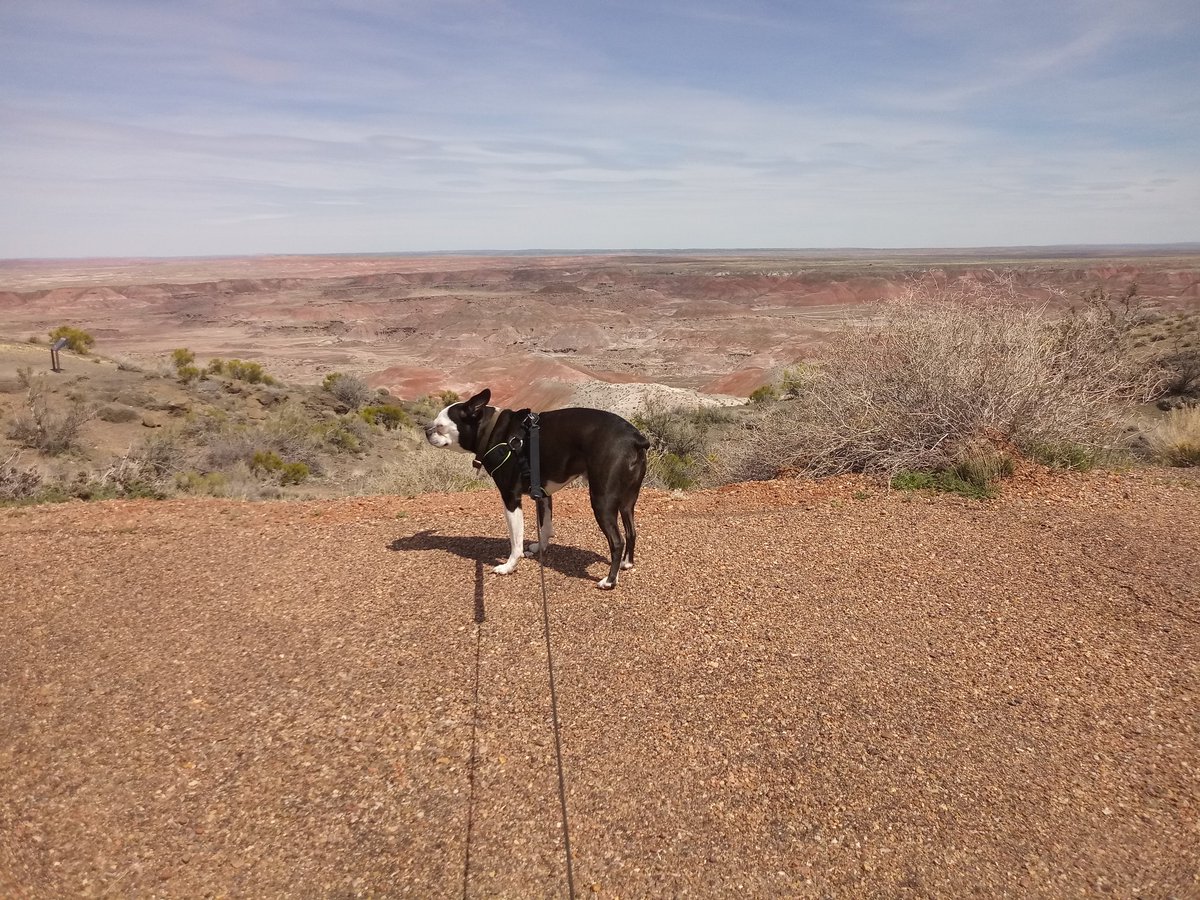 Bruno_Nichols's tweet photo. We walked and we walked and we walked and then we walked some more. #PaintedDesert #PetrifiedForest #BlueMesa #TravelingPuppy https://t.co/RiCadfyrM1