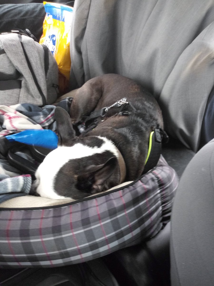 Bruno_Nichols's tweet photo. Many adventures. Several snacks. Today was a good day. #TiredPuppy #WakeMeWhenWeGetThere https://t.co/bQWdWb1XkZ