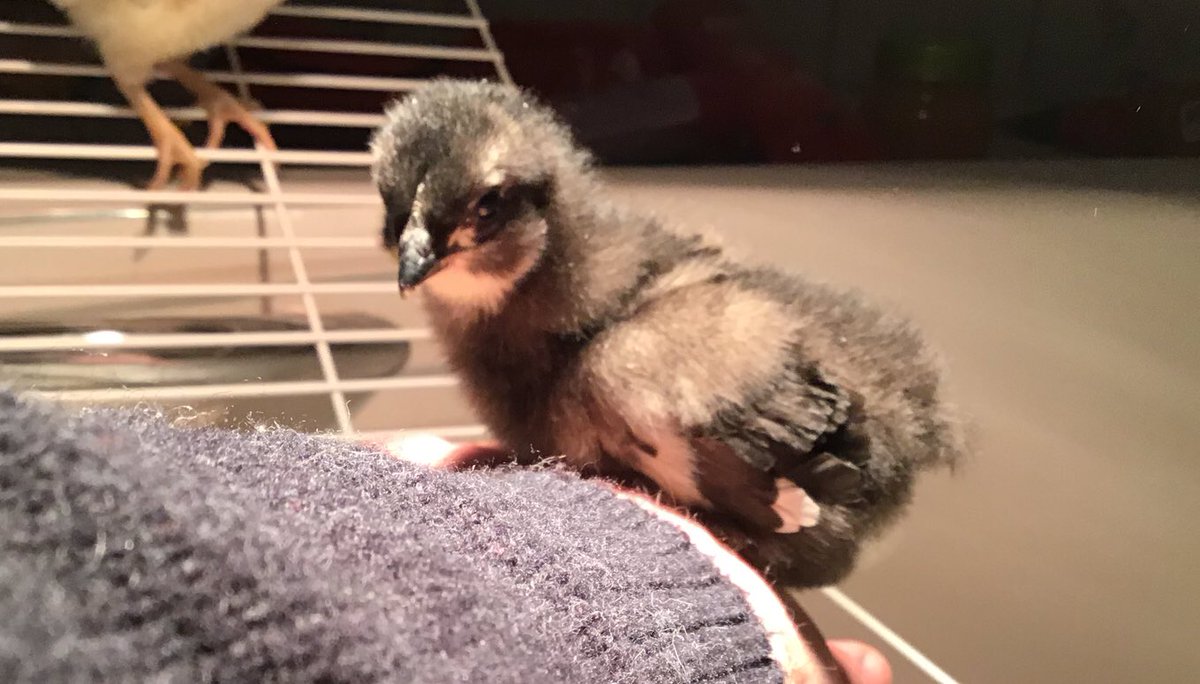 scbamocktrial's tweet photo. A “tweet” from our new friend Gertie.  She is getting very excited for the Mock Trial Final 4 tomorrow and wishes everyone “peep peep” which means “good luck” in chickspeak. https://t.co/fxovTIc0SD