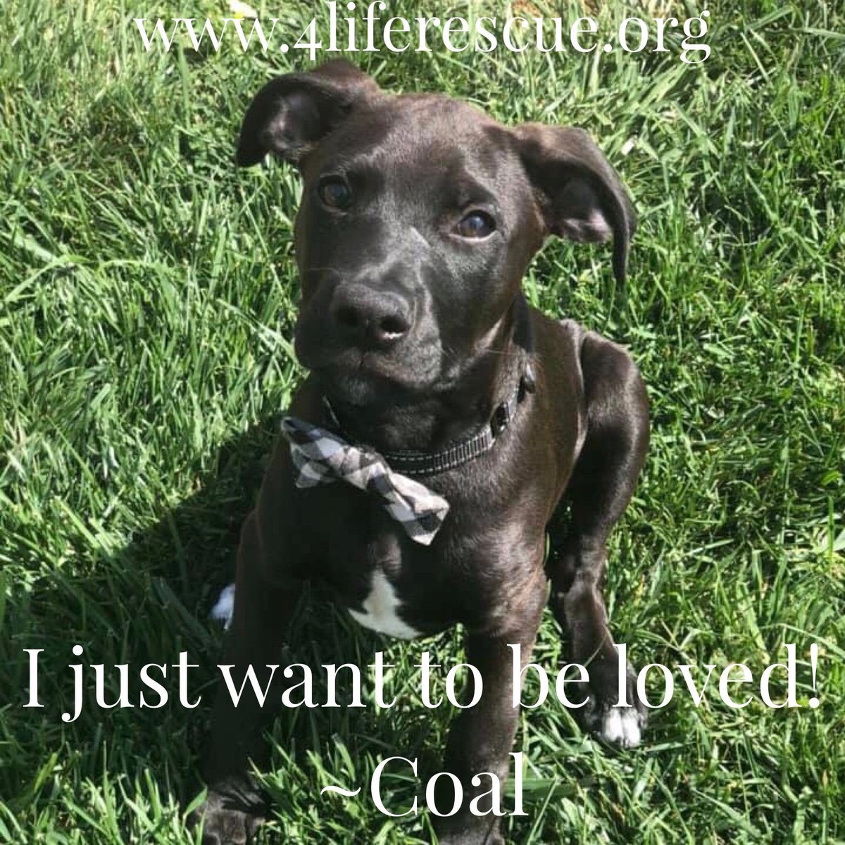 4LifeRescue tweet media