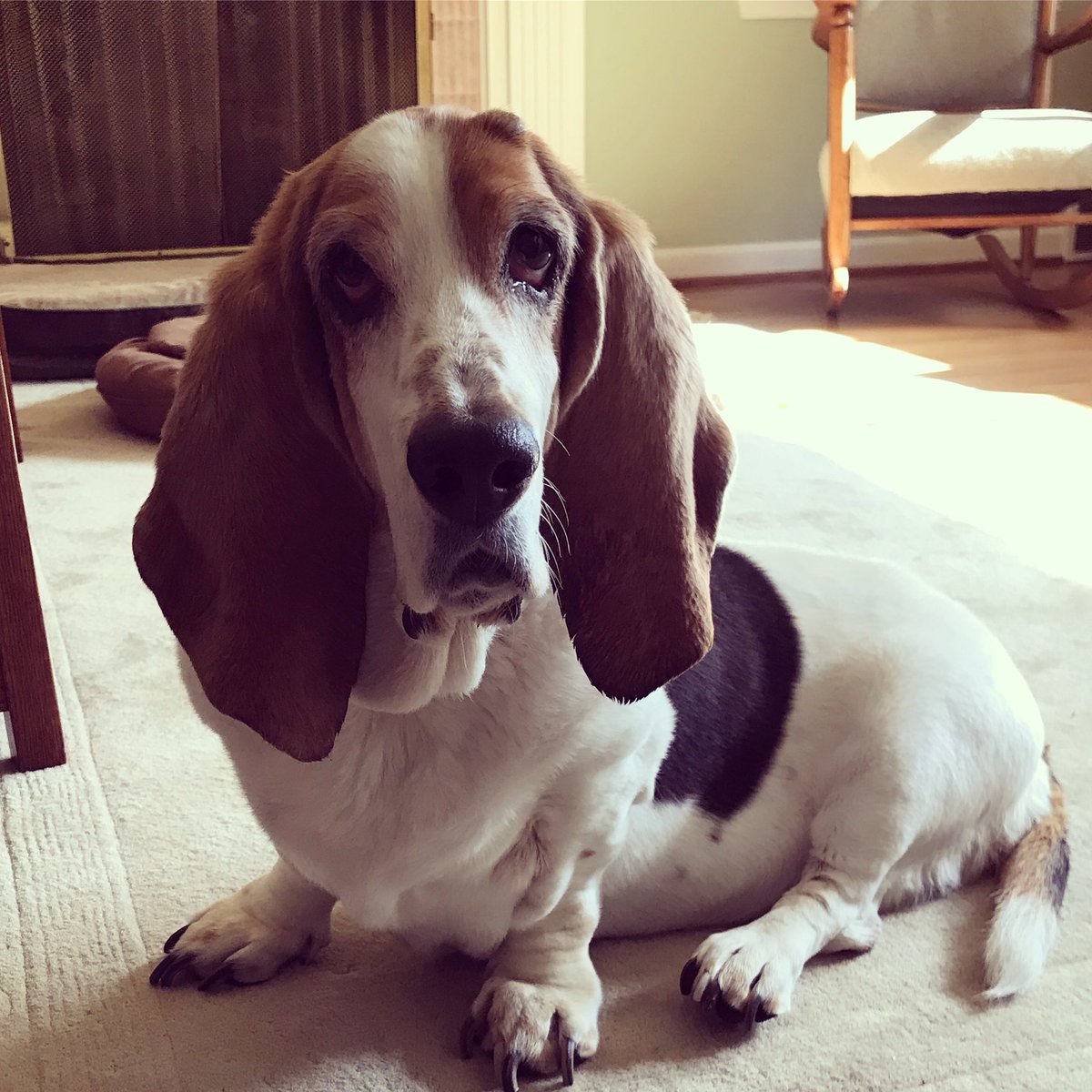 pegjarr's tweet photo. @dog_rates @Dumbo https://t.co/AdTrnsXbAj