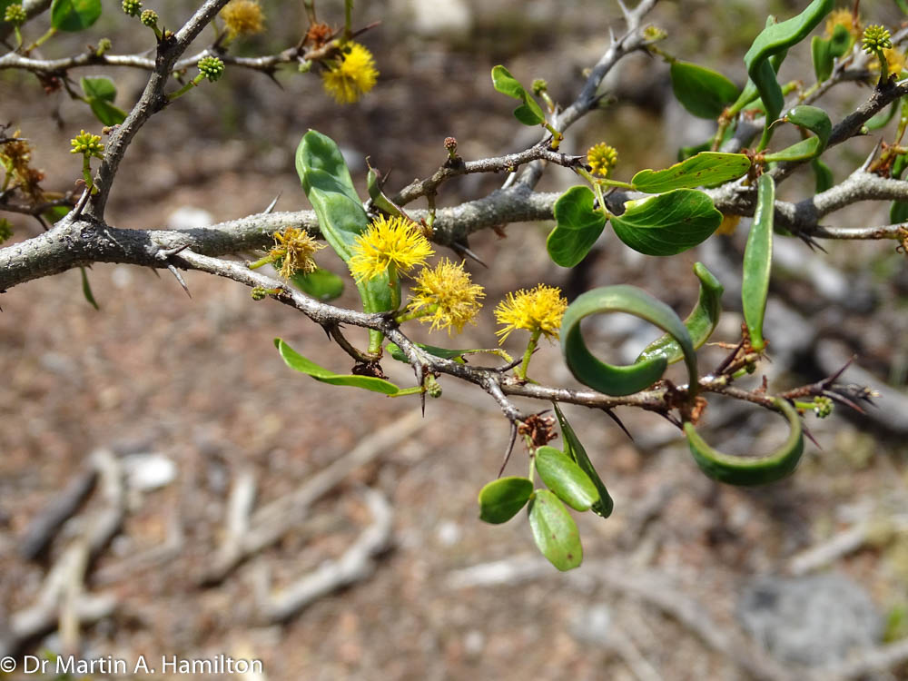 DocMartinKew's tweet photo. One of the highlights on Anegada #BVI surveying threatened species was finding threatened BVI endemic tree, Vachellia anegadensis #Leguminosae, in flower & fruit! #KewBVI #BVITIPAs @CClubbe @qcrescente @MichDSan14 @tomopteris https://t.co/Mgg3gi7bxa