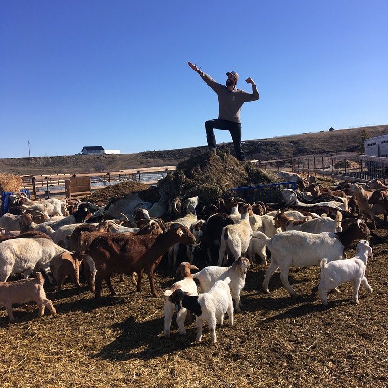 LesterCrow's tweet image. Goats for life.
