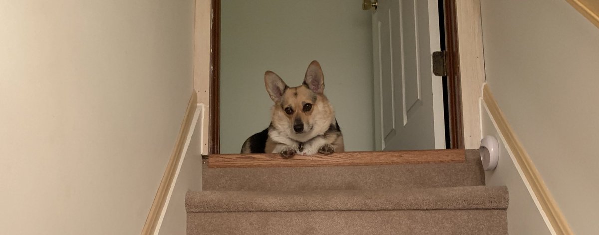 bimbly's tweet image. Stairs..... my only weakness.
#CorgiProblems