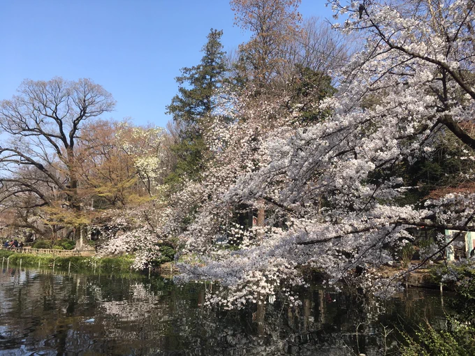 お散歩ついでに桜の開花状況確認。場所によってはもう満開だった〜!去年職場でお花見した所はまだあんまり咲いてなかった^_^ 