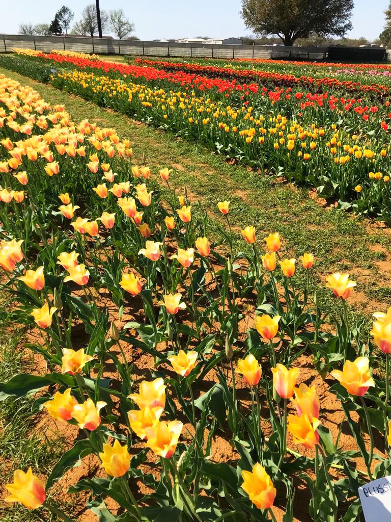 Texas_Tulips's tweet photo. 𝓡𝓲𝓰𝓱𝓽 𝓷𝓸𝔀 is 𝓽𝓱𝓮 𝓽𝓲𝓶𝓮 to visit and 𝓽𝓸 𝓮𝓷𝓳𝓸𝔂 thousands of 𝓯𝓻𝓮𝓼𝓱 𝓽𝓾𝓵𝓲𝓹𝓼 right here 𝓲𝓷 𝓣𝓮𝔁𝓪𝓼! ✨ https://t.co/aPmkFdRbcl