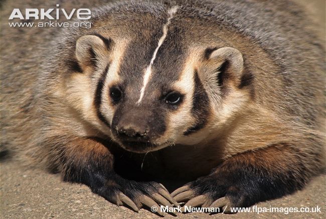 Dr Katie Hinde On Twitter Mongoose Equipped With Formidable Offensive Weapons Teeth Readily Employs Them For Anti Predator Defense Amp Rushes At Coyote 2019mmm Https T Co Nx4z047w0r Https T Co Gdzk9lz38p Twitter