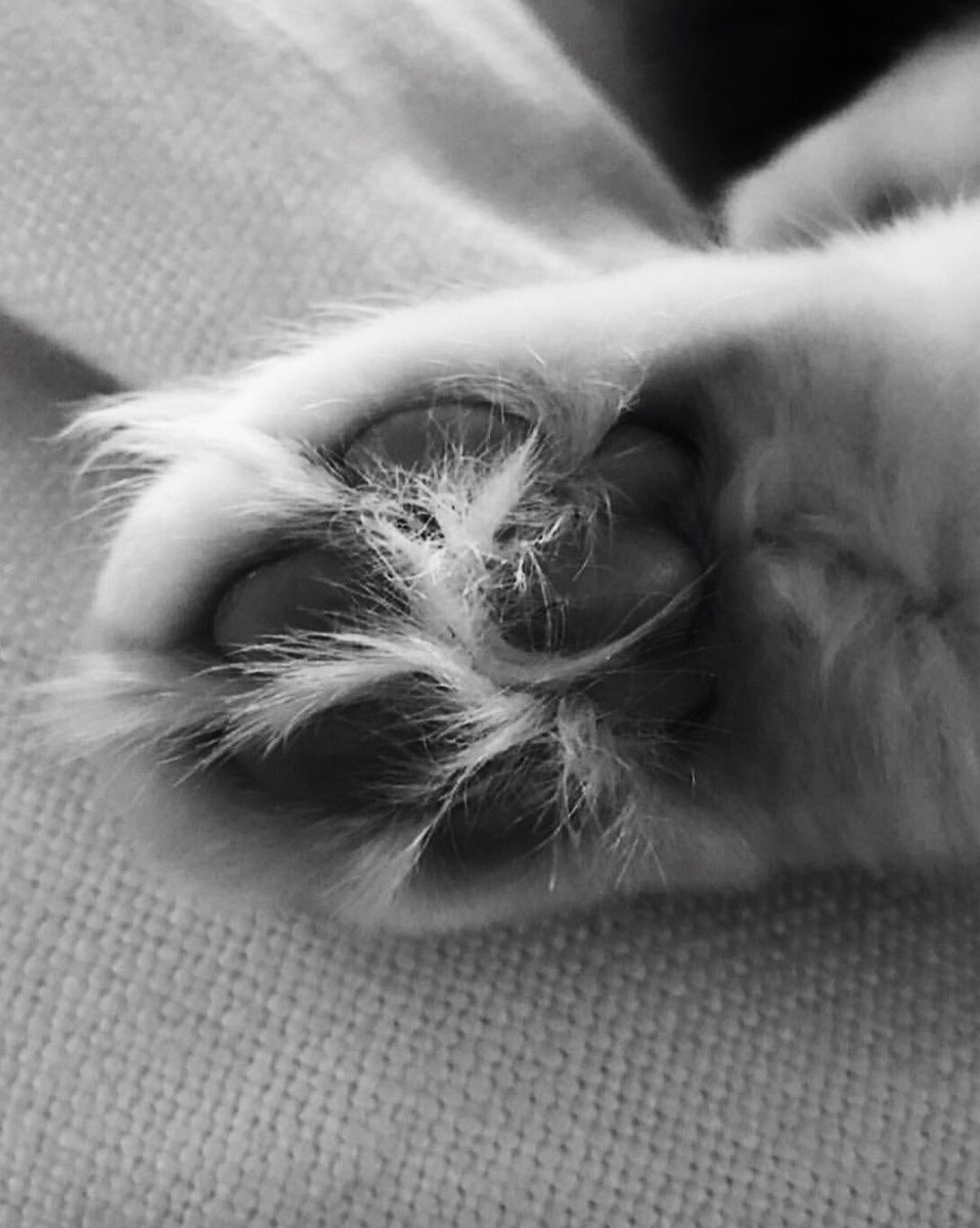 csierrad1's tweet photo. My Toebean series ft. Luna the cat https://t.co/ukCZWXuI4X