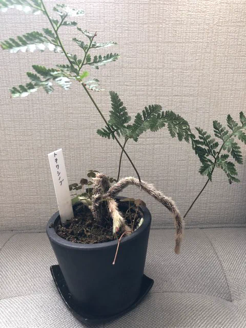 手が動かないのでチョトダケイキヌキ 自宅のトキワシノブ 