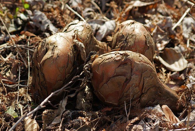 MerridyCox's tweet photo. #NaturalPhenomenon: The roots of Metasequoia trees growing in a floodplain have produced knees. Lakeshore Promenade, Mississauga. #trees #growthpatterns #Metasequoia https://t.co/t4ciLzHK6P