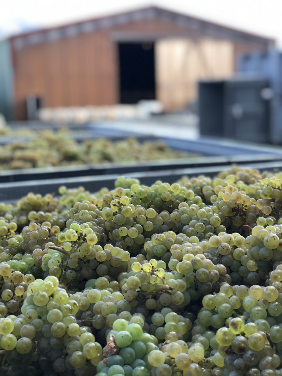 Harvest Watch 🍇 // Next up... RIESLING!
Absolutely glorious fruit from vines in Block 1 between 13 &amp; 19 years old. Great flavour development- there may have been a couple missing just before they went into the press...
#nzwine #nzv19 #riesling