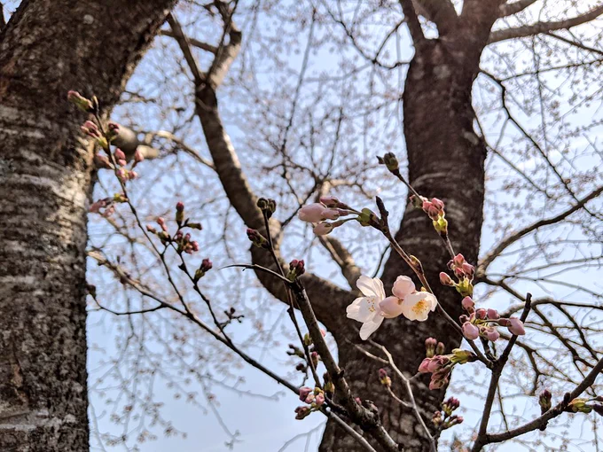 開花。 