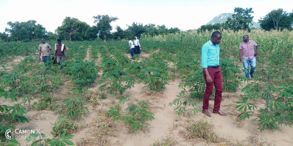JYabeja's tweet photo. Only #certification can guarantee seed quality. A team from Tanzania Official Seed Certification Institute spread within a Quality Declared Seed field- QDS but hardly to find CMD and CBSD diseased plants. The team is on a mission of registering seed fields using #SeedTracker. https://t.co/Zi05AB7etQ