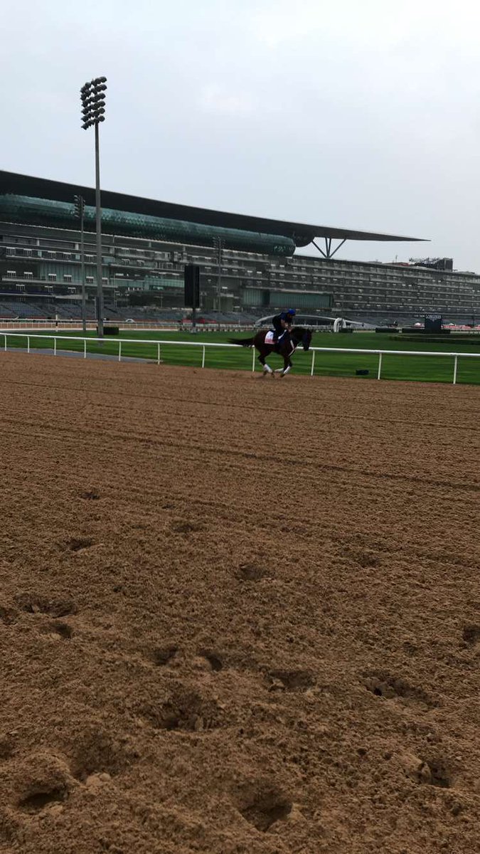 AleSano22's tweet image. 3 more days to the @DubaiWorldCup. Post position draw today at 11:00am.

@GunneveraHorse @ASanoRacing @BrandywineTBs @MeydanRacing @DubaiRacingTV @BrandywineTBs @darbydanfarm @AHughesNTRA @NaomiTukker