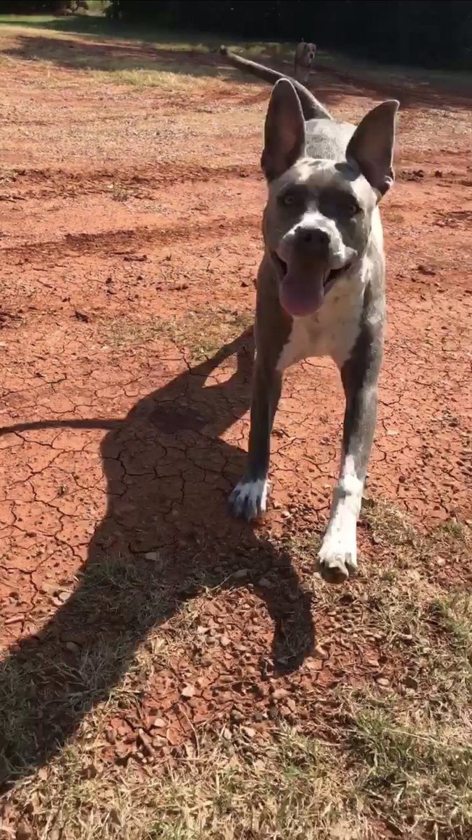 ChloeStreber's tweet photo. @dog_rates @Dumbo this is gypsy, i like to call her dumbo sometimes bc her ears are so big🥰 https://t.co/JbfvALp1JR