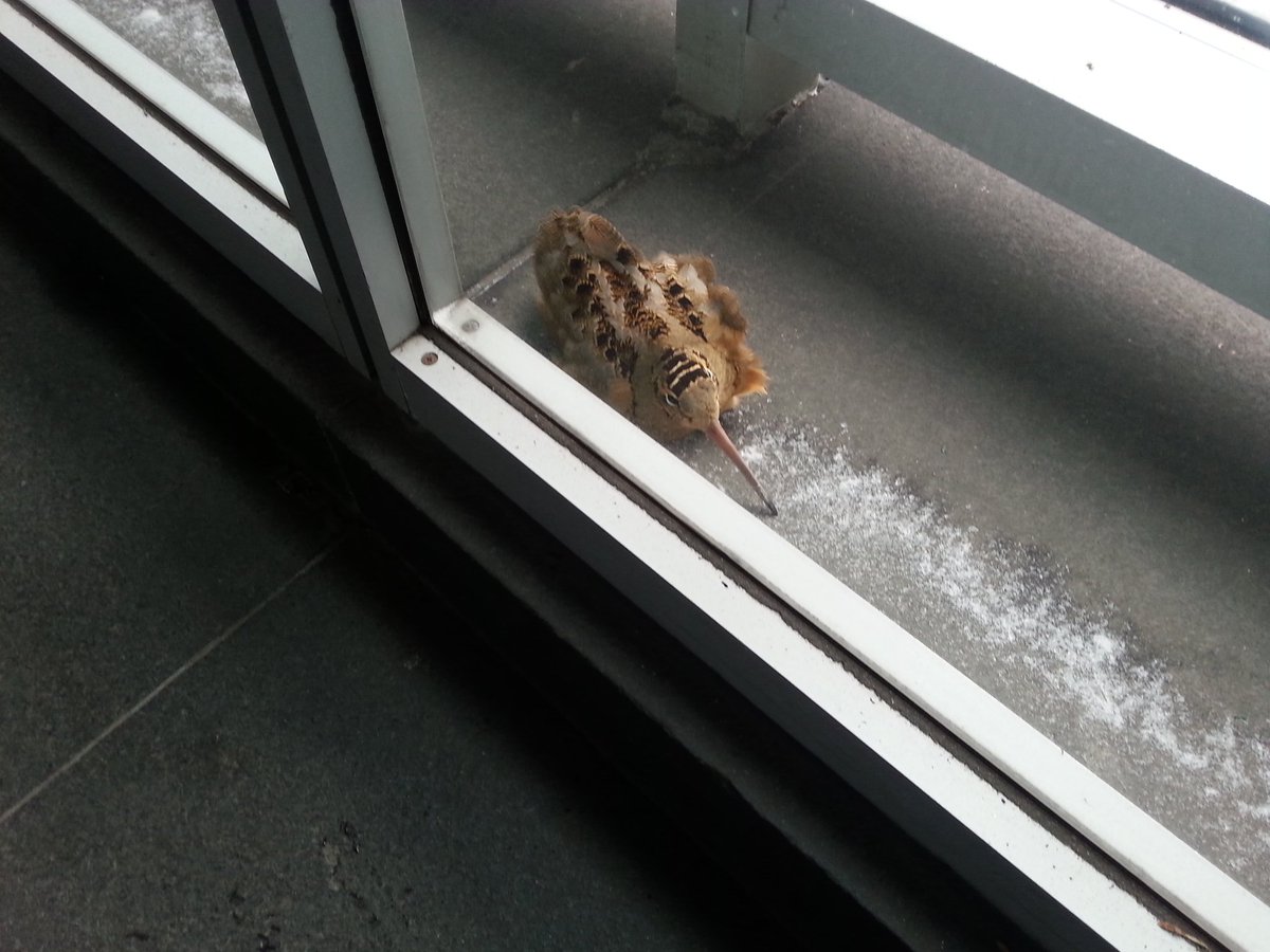 GerryDrobnicki's tweet photo. @AnthonyMcCarron Exactly 2-yrs , this guy took a break
from the cold temps in Queens -
I fed him some salad leaves & nuts -
but he left around 6pm - as did I ...
#CitiTower https://t.co/QSFnamklvE