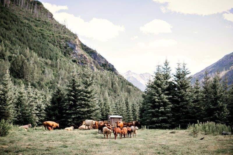 EatDrinkBuyBC's tweet photo. For over 40 years the Westlund family has produced high-quality beef at their family homestead in McBride, BC. Their business, R3 Acres, takes great care to raise cattle that is healthy and hormone and steroid free. #EatDrinkLocal #BCTastesBetter #BuyBC #BCBeef https://t.co/3LW2agZslV