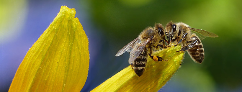 20 amazing #facts about #honey #bees  buff.ly/2Fbj6Oi