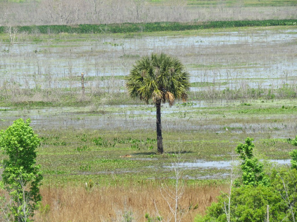 EPCOTExplorer's tweet photo. #FindYourPark @FLStateParks @PrairiePaynes #paynespraire https://t.co/ISI9oiW2jy