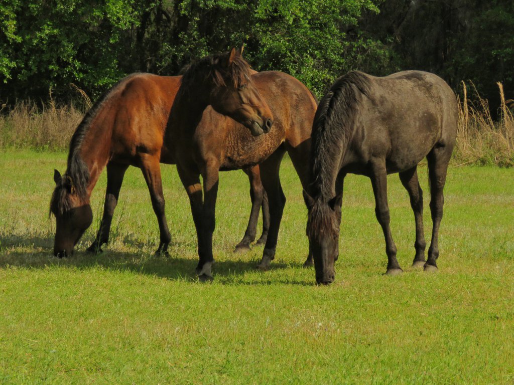 EPCOTExplorer's tweet photo. Owls, wild horses, bald eagles, and birds galore.
Paynes Prairie is amazing.
#FindYourPark @FLStateParks @PrairiePaynes #paynespraire https://t.co/Y9Nlr7lQfq