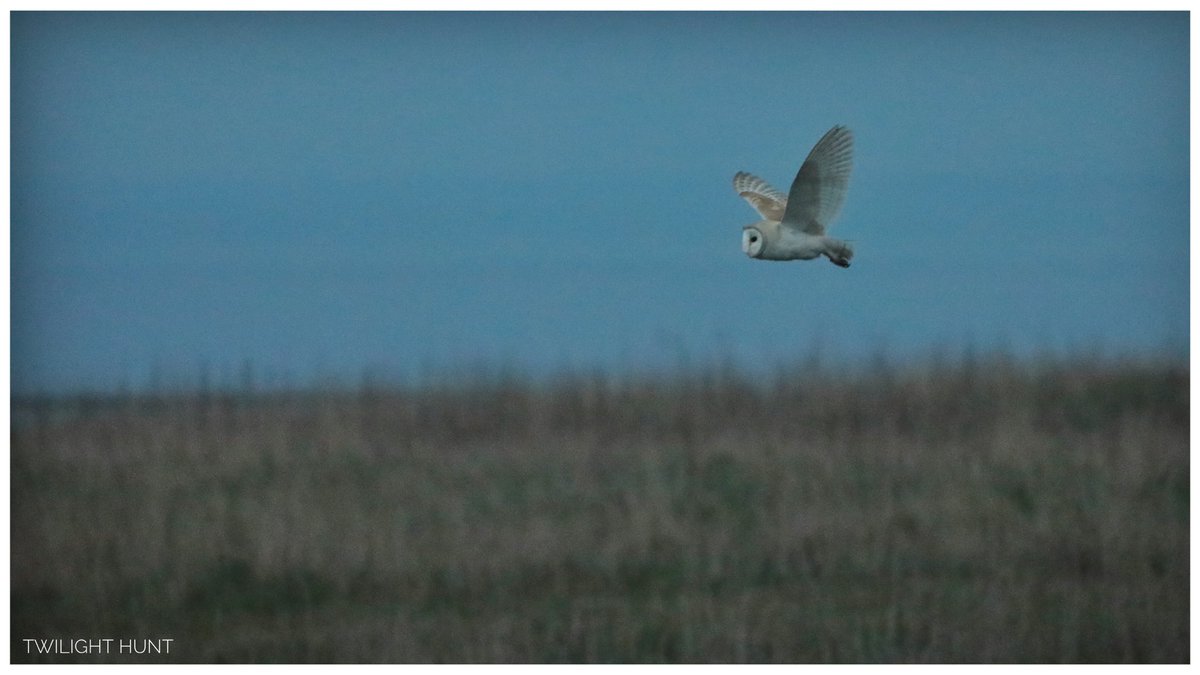 What an amazing hunter ⁦<a href="/Bempton_Cliffs/">RSPB Bempton Cliffs</a>⁩ ⁦<a href="/LincsSkies/">Lincolnshire Skies</a>⁩ ⁦<a href="/FrostlynneLynn/">Lynne Frost</a>⁩ ⁦<a href="/VenablesJayne/">Jayne Venables</a>⁩ <a href="/5Naureen/">Naureen Khalid</a>