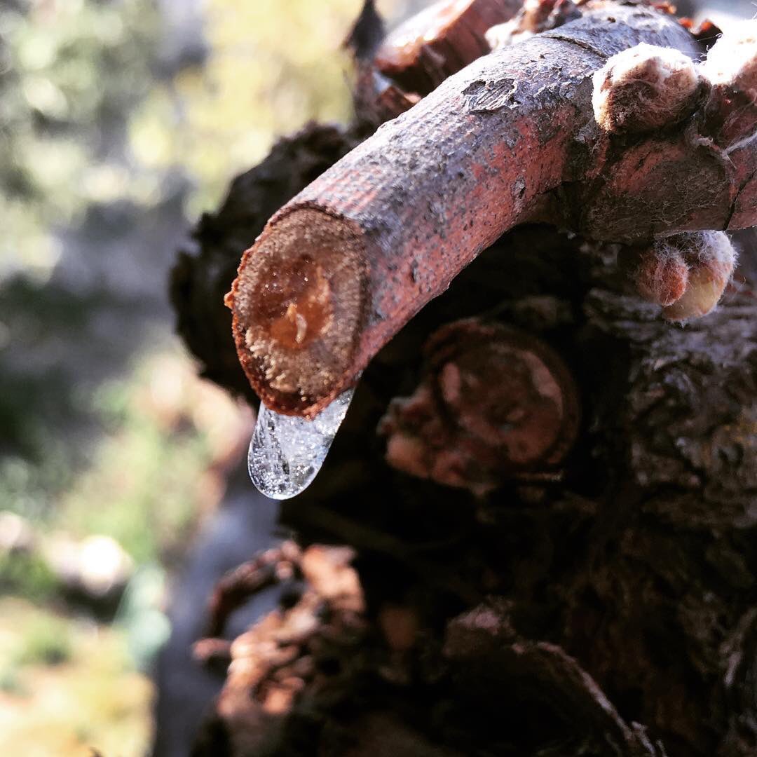 BodegaNegon's tweet photo. El #lloro de la #vid congelado por la helada de la mañana. Estamos en Marzo. https://t.co/snEWFEoXOo
